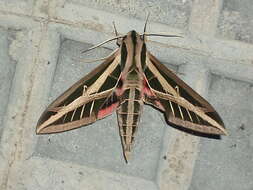 Image of Banded Sphinx