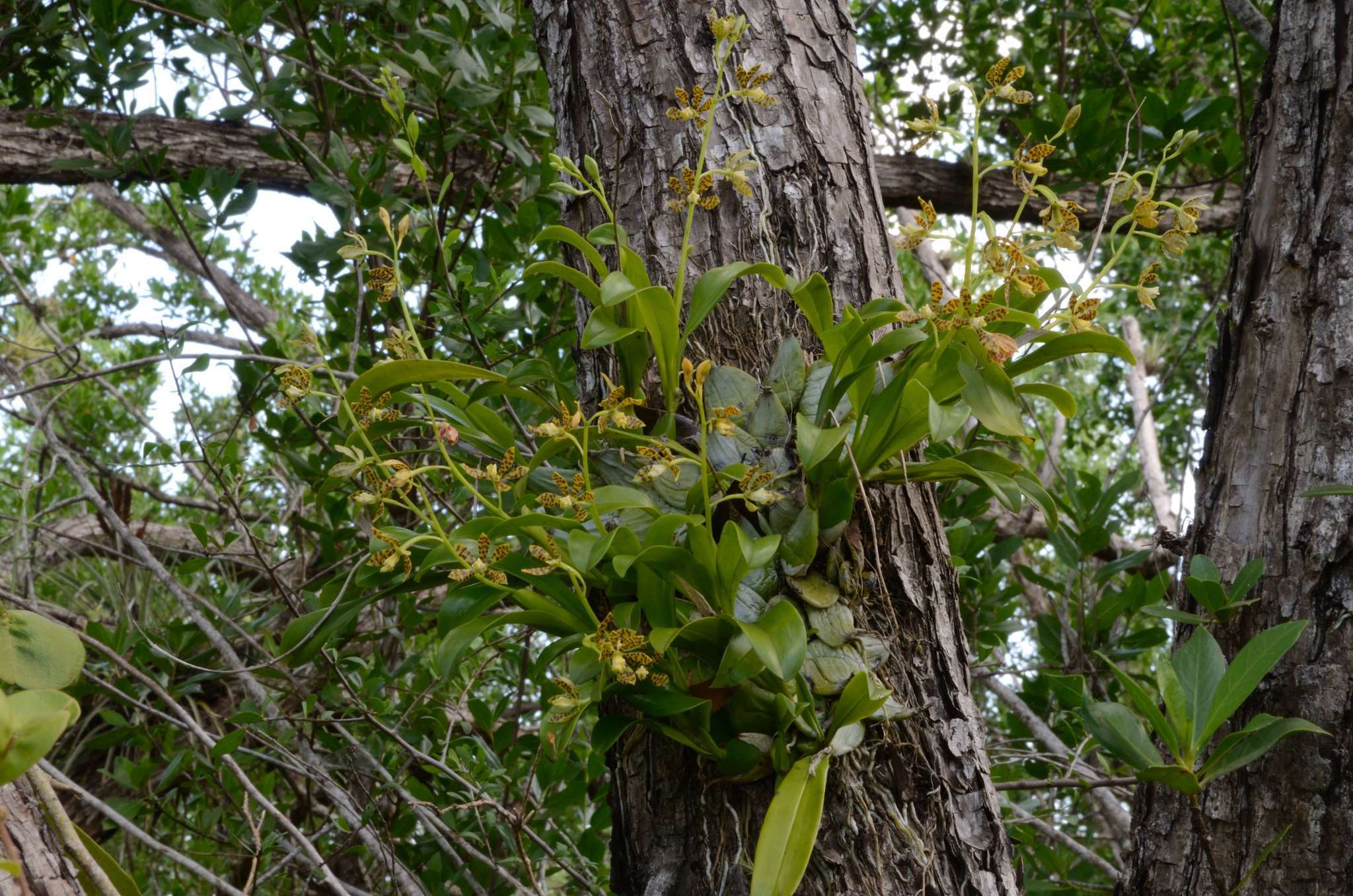 Image of dollar orchid