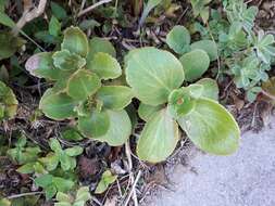 Image of Crassula multicava subsp. multicava