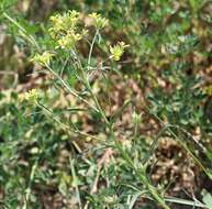 Image of diffuse wallflower
