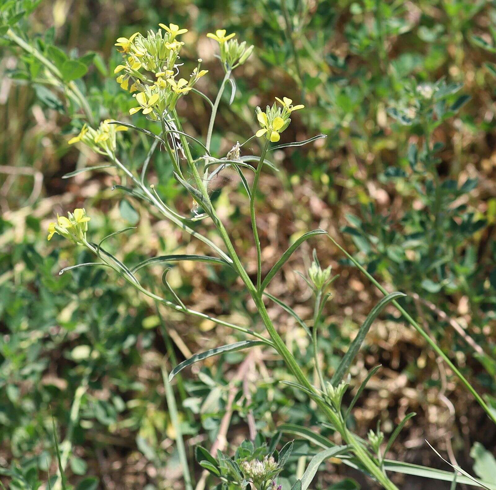 Image de Erysimum diffusum Ehrh.