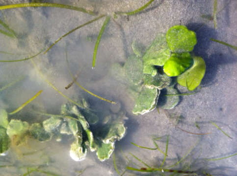 Image of Large leaf coralline algae