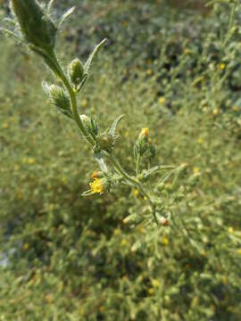 Image of stink aster