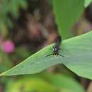 Imagem de Hylaeus agilis (Smith 1876)