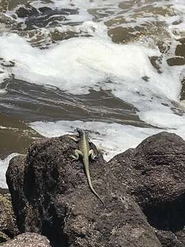 Image of Atacamen Pacific Iguana