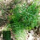 Sivun <i>Hymenopappus <i>scabiosaeus</i></i> var. scabiosaeus kuva