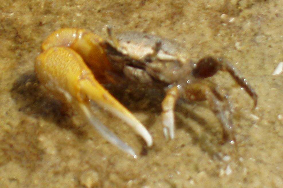 Image of Atlantic sand fiddler