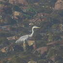 صورة Ardea cinerea cinerea Linnaeus 1758