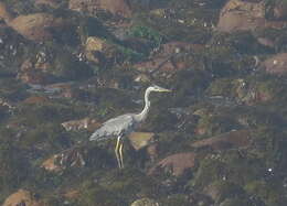 صورة Ardea cinerea cinerea Linnaeus 1758