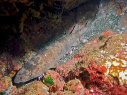 Image of Japanese Swellshark