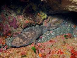 Image of Japanese Swellshark