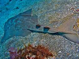 Image of Japanese Angelshark