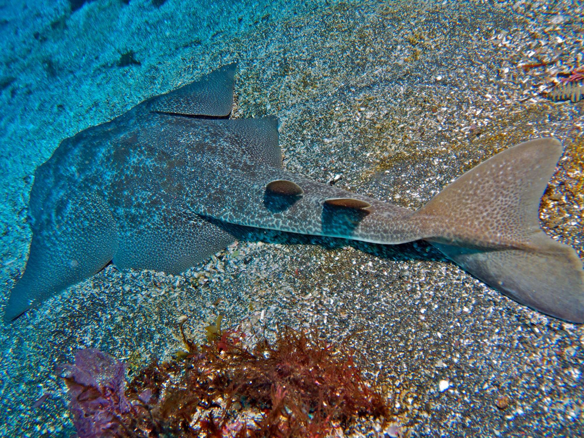 Image of Japanese Angelshark