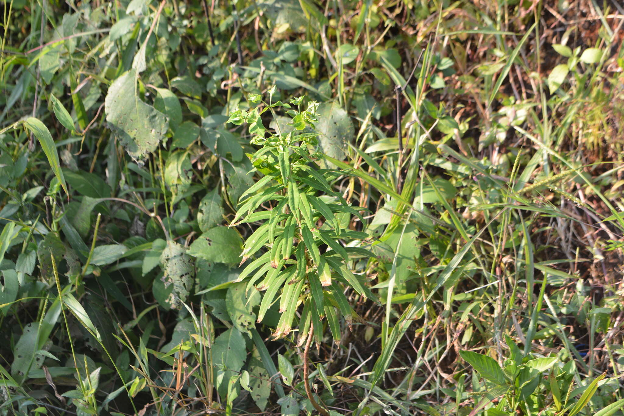 Image of Euphorbia rothiana Spreng.