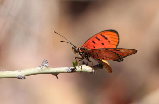 Image de Acraea aglaonice Westwood 1881