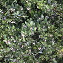 Arctostaphylos hookeri subsp. franciscana (Eastw.) Munz resmi