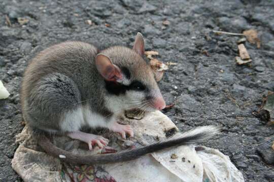 Image of European Garden Dormouse