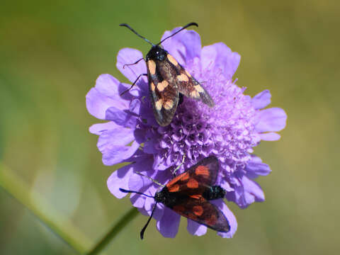 Image of Zygaena loti Denis & Schiffermüller 1775