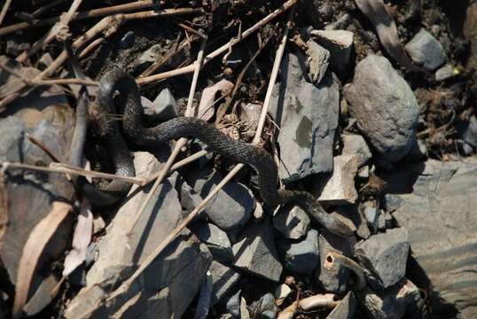 Image of Common Keelback