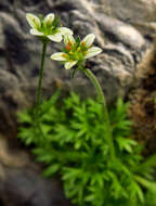 Image of Saxifraga cespitosa subsp. cespitosa