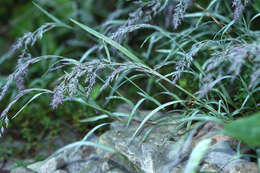 Plancia ëd Muhlenbergia japonica Steud.