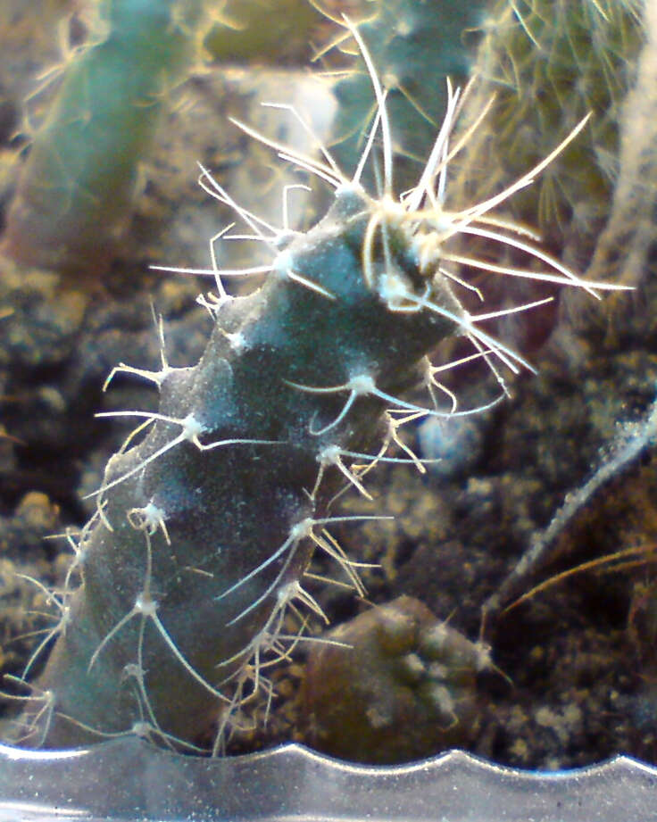 Image of Echinocereus knippelianus Liebm.