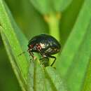 Image of Coptosoma scutellatum