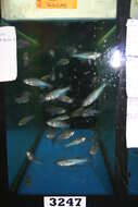 Image de Danio