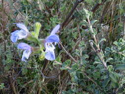 Image of Salvia africana L.