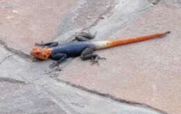 Image of Namib Rock Agama