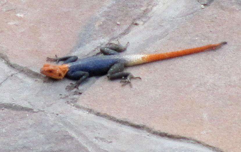 Слика од Agama planiceps Peters 1862