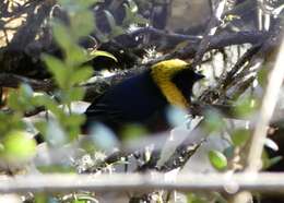 Image of Golden-collared Tanager