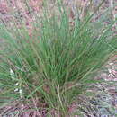 Image of Coast Flax-Lily