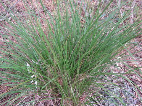 Слика од Dianella brevicaulis (Ostenf.) G. W. Carr & P. F. Horsfall