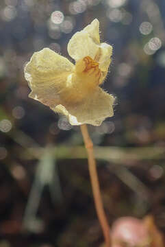 Image de Utricularia reflexa Oliv.