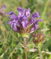 Image of large-flowered selfheal