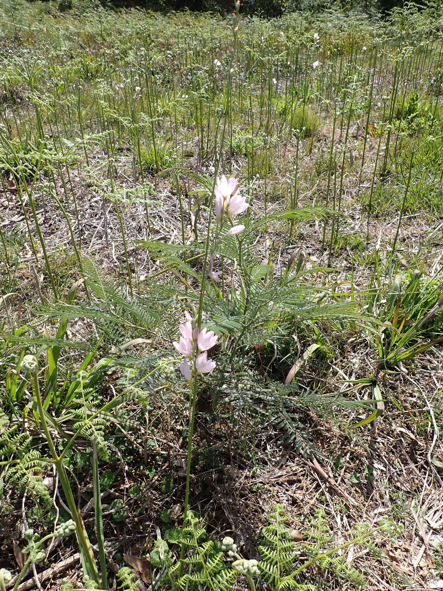 Image of Ixia orientalis L. Bolus