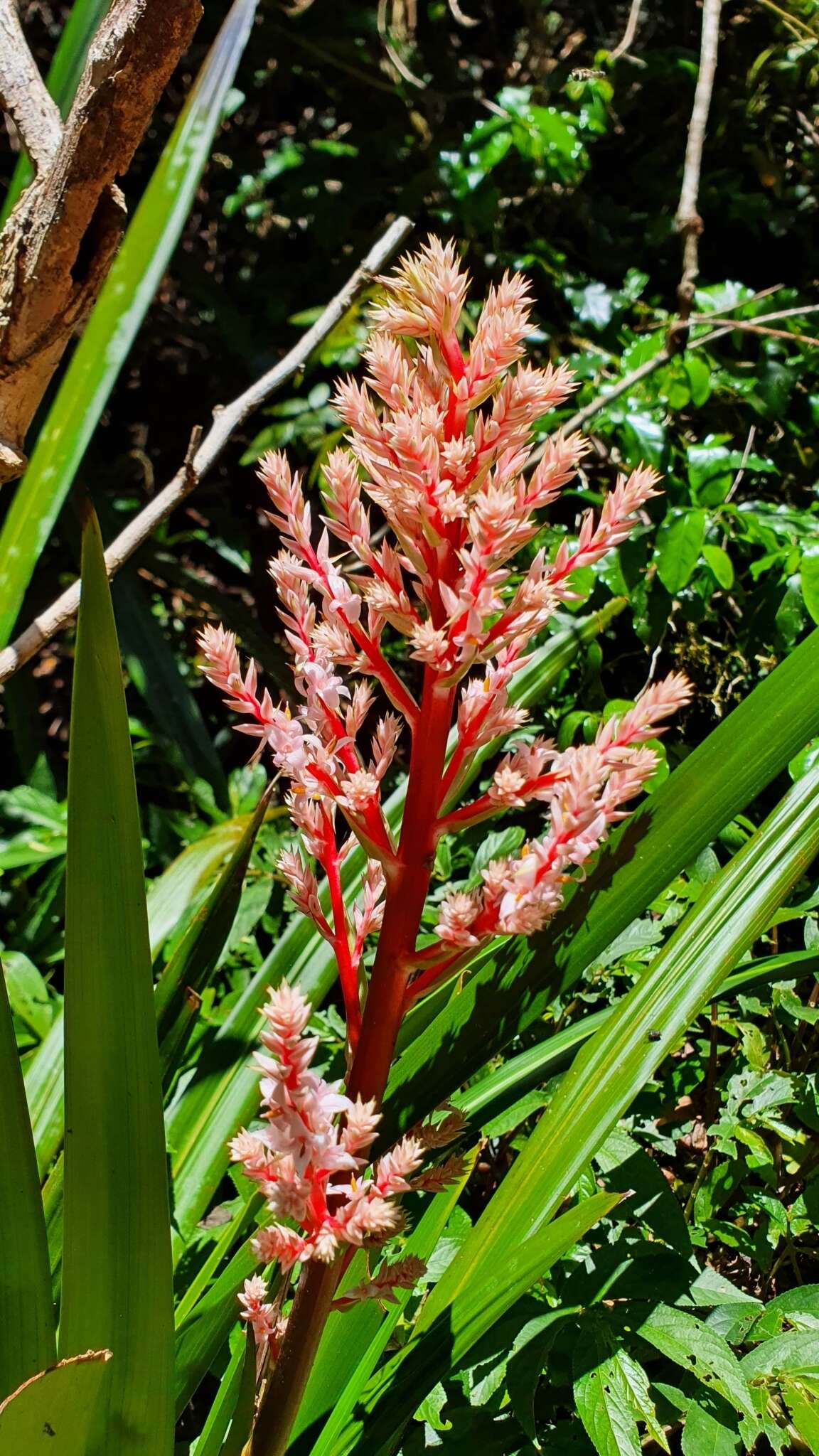 Helmholtzia glaberrima (Hook. fil.) Caruel resmi