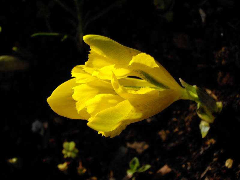 Iris danfordiae (Baker) Boiss.的图像
