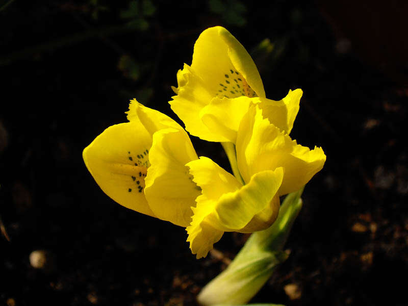 Iris danfordiae (Baker) Boiss.的图像