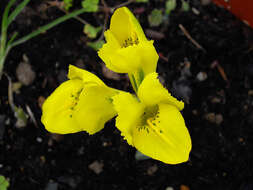 Iris danfordiae (Baker) Boiss.的图像