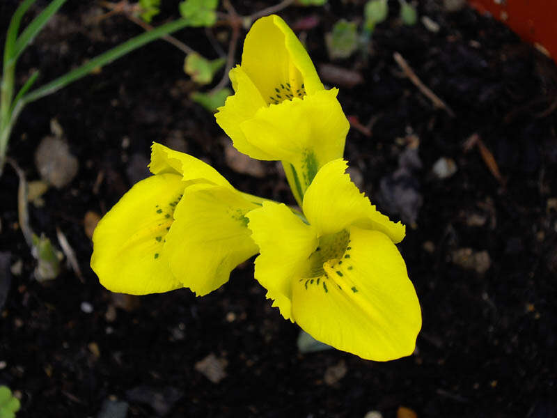 Iris danfordiae (Baker) Boiss.的图像