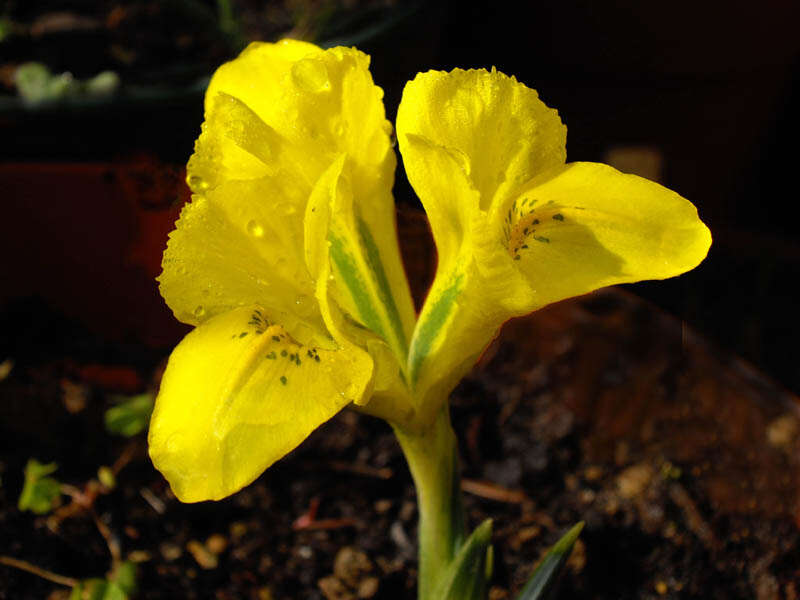Iris danfordiae (Baker) Boiss.的图像