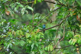 Image de Gobemouche indigo