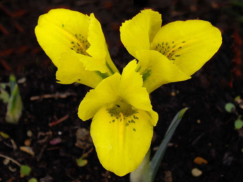 Iris danfordiae (Baker) Boiss.的图像