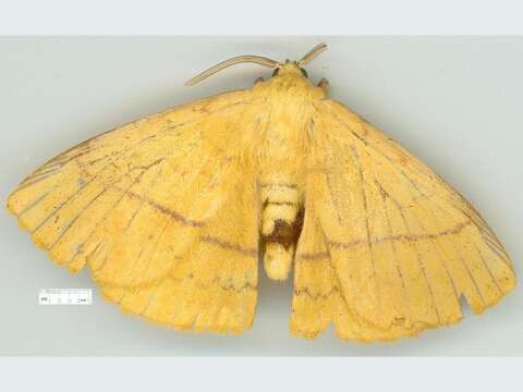 Image de Anthela limonea (Butler 1874)