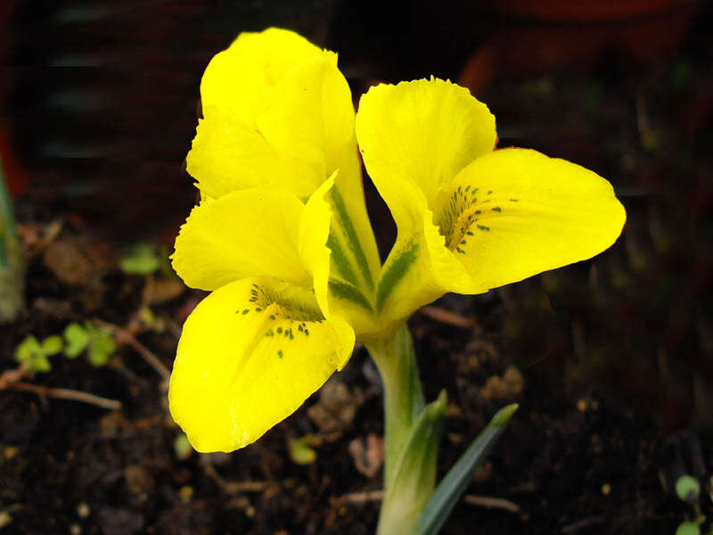 Iris danfordiae (Baker) Boiss.的图像