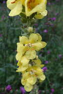 Image of denseflower mullein