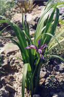 Image of Iris graminea L.