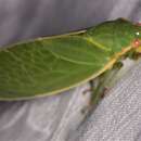 Image of Bladder Cicada